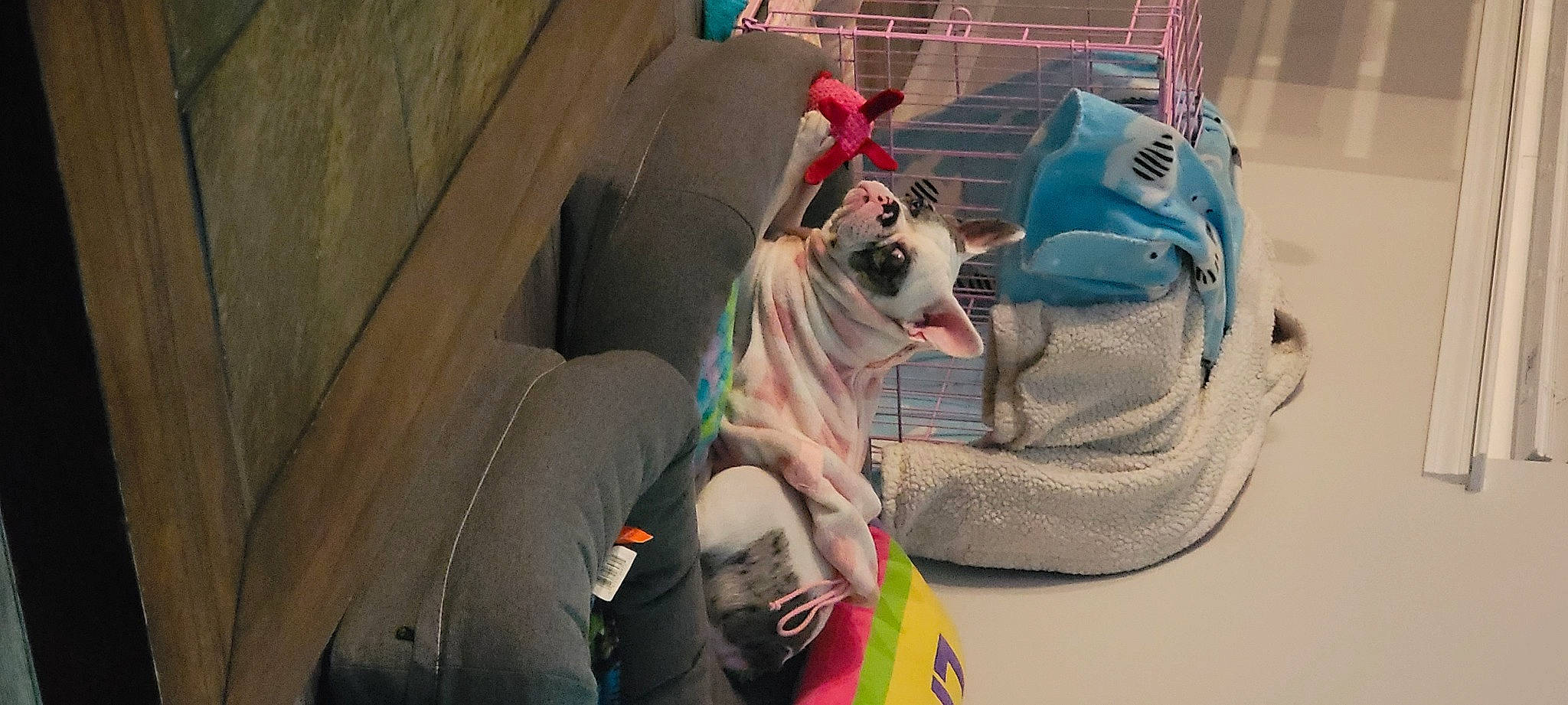 Pixie May joined the competition — help win amazing prizes! bag, canidae, carnivore, collar, companion_dog, dog, dog_breed, dog_collar, dog_supply, eyewear, fawn, fun, leash, leisure, recreation, snout, sporting_group, street_fashion, toy_dog, working_animal