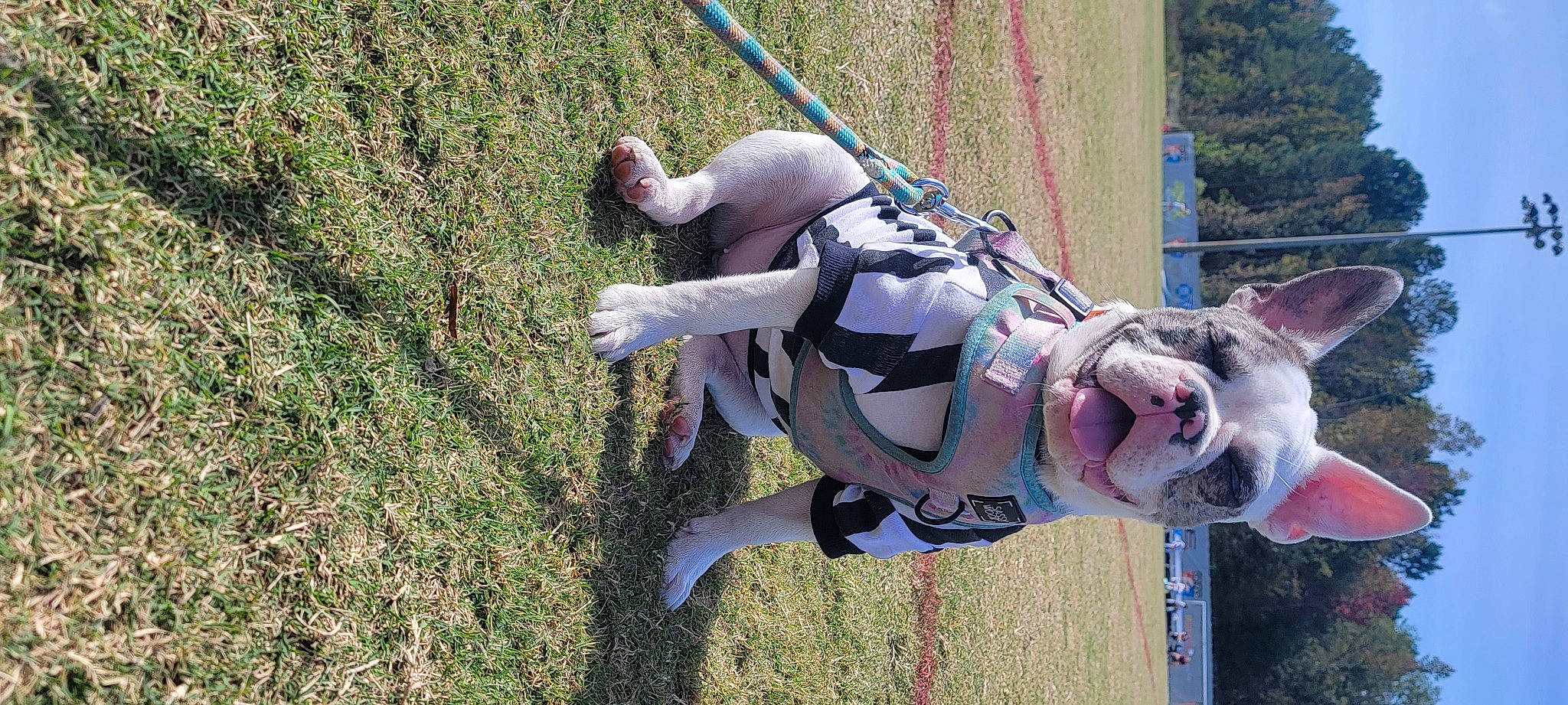 Pixie May is registered to the contest to win money with this photo: adventure, air_sports, climbing_harness, extreme_sport, fun, grass, leisure, outdoor_play_equipment, people_in_nature, plant, playground, recreation, rock_climbing_equipment, rope, sport_climbing, swing, tree