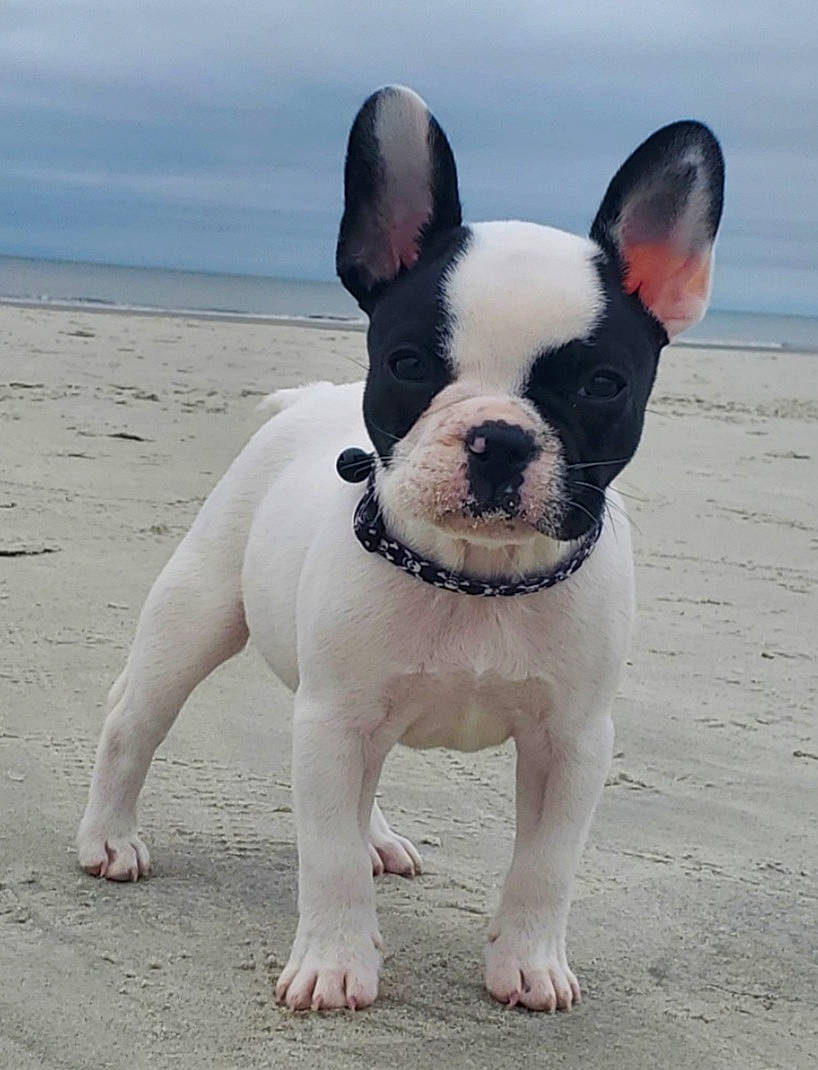 Winston The Ladys Man