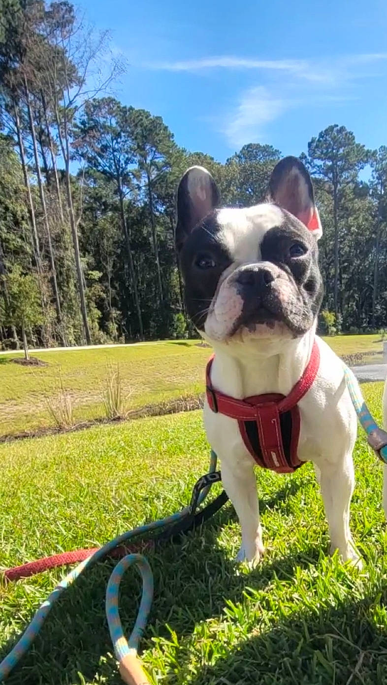 Winston is registered to the contest to win money with this photo: boston_terrier, bulldog, carnivore, cloud, collar, companion_dog, dog, dog_breed, dog_collar, fawn, grass, leisure, plant, sky, snout, sporting_group, tail, tree, whiskers, working_animal