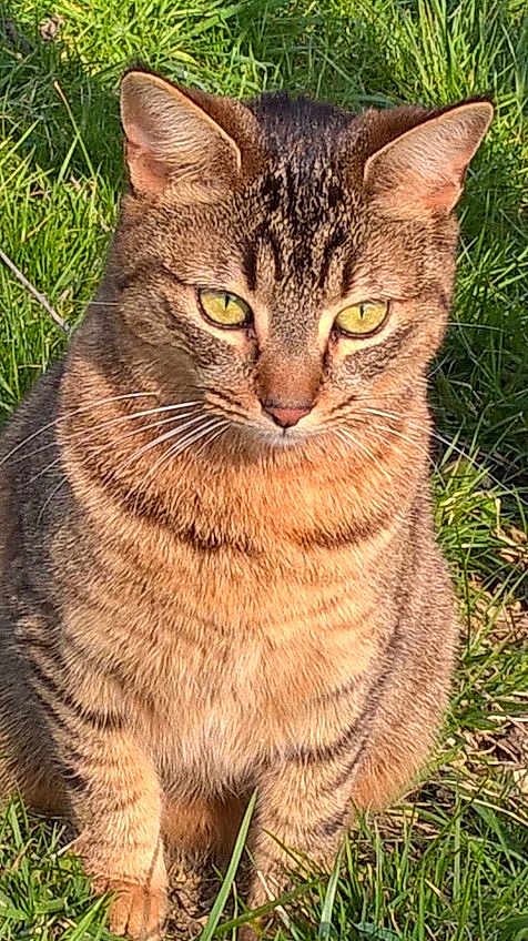 Tiggy