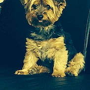 Nenette participe au concours pour gagner de l'argent avec cette photo :