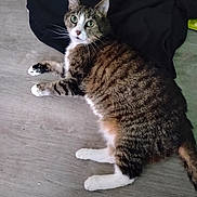 Dorothy is registered to the contest to win money with this photo: animal, black_blanket, cat, companionship, cute, domestic_cat, feline, floor, fur, green_eyes, indoor, looking_up, lying_down, mammal, pet, relaxed, tabby, whiskers, white_paws, wooden_floor