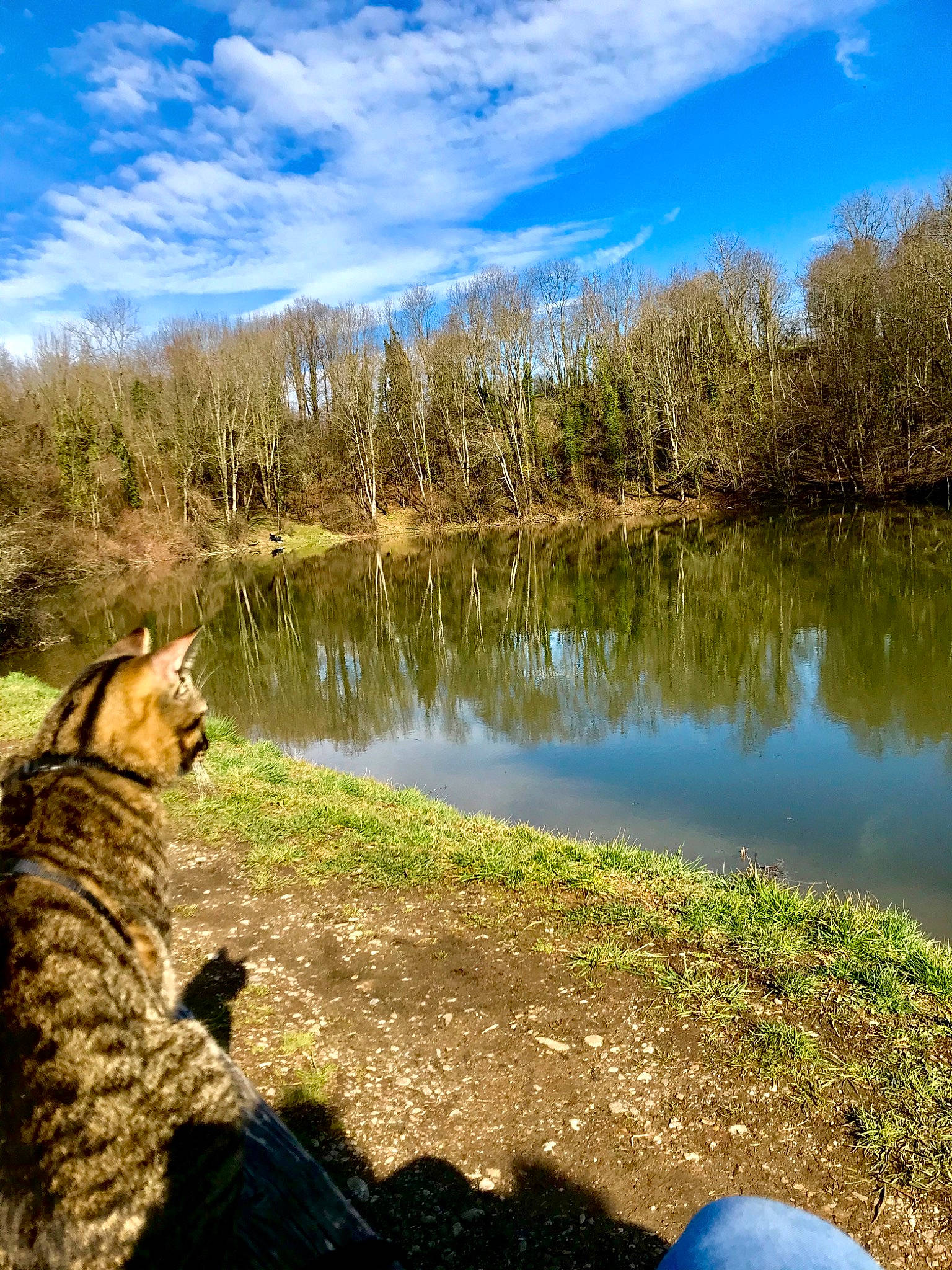 Nasco participe au concours pour gagner de l'argent avec cette photo : bank, canidae, grass, lake, landscape, natural_environment, natural_landscape, nature, pond, reflection, river, sky, spring, sunlight, tree, water, water_resources, watercourse, wilderness, wildlife