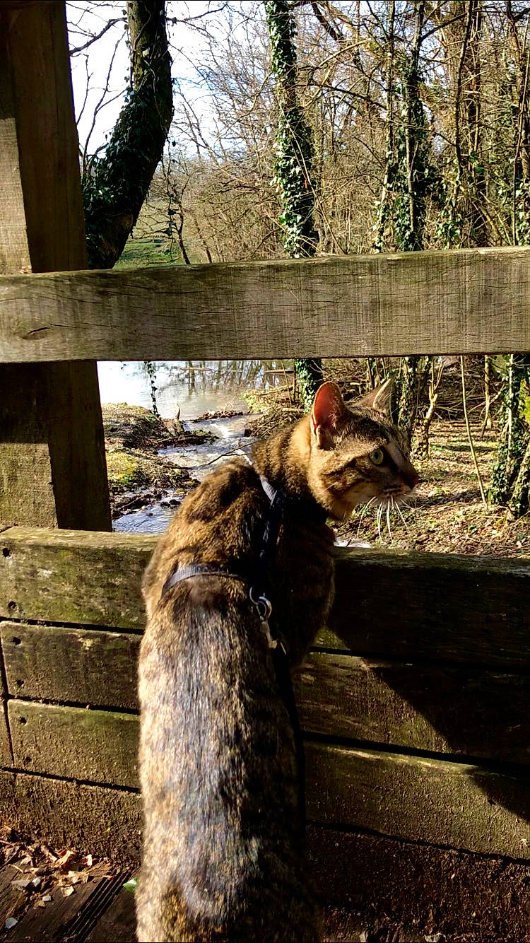 Nasco a rejoint le concours — aidez-le/la à gagner de superbes lots ! asian, carnivore, cat, domestic_short_haired_cat, european_shorthair, felidae, fence, fur, organism, plant, small_to_medium_sized_cats, sunlight, tabby_cat, tail, tree, trunk, whiskers, wild_cat, wildlife