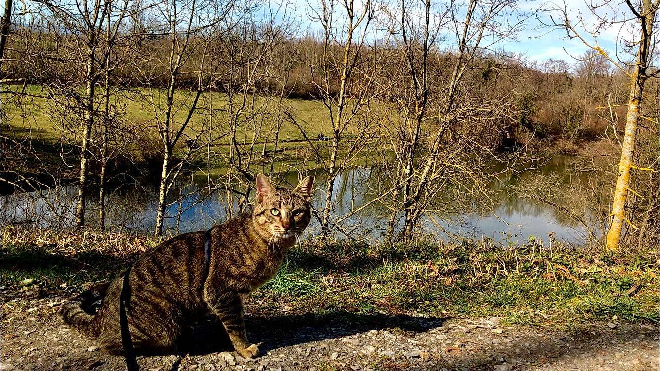 Nasco a rejoint le concours — aidez-le/la à gagner de superbes lots ! bank, bengal, bengal_tiger, big_cats, carnivore, cat, fawn, felidae, grass, plant, pond, small_to_medium_sized_cats, tabby_cat, tree, whiskers, wild_cat, wilderness, wildlife