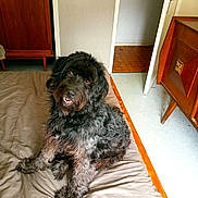 Iris a rejoint le concours — aidez-le/la à gagner de superbes lots ! animal, bed, beige, brown, canine, cozy, curly_fur, dog, floor, friendly, furniture, gray, home, indoor, looking_up, open_door, pet, room, smiling, wooden_cabinet