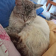 Câlin participe au concours pour gagner de l'argent avec cette photo : cat, sleeping, bed, blanket, pillow, indoor, feline, resting, domestic_animal, fur, cute, cozy, animal, pet, relaxed, whiskers, tail, closeup, home, comfort
