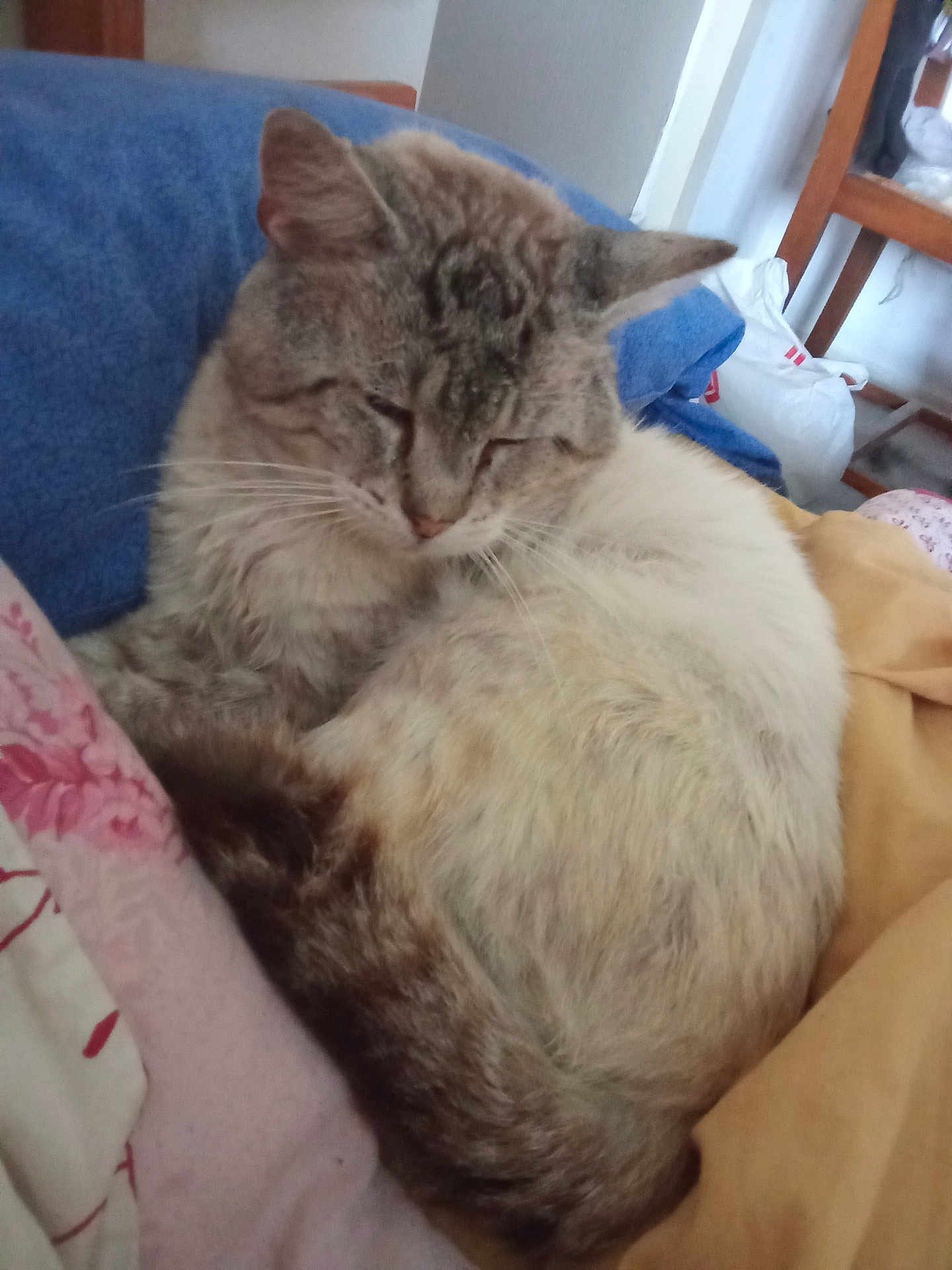 Câlin participe au concours pour gagner de l'argent avec cette photo : cat, sleeping, bed, blanket, pillow, indoor, feline, resting, domestic_animal, fur, cute, cozy, animal, pet, relaxed, whiskers, tail, closeup, home, comfort