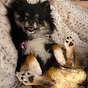 Dallas Rose joined the competition — help win amazing prizes! animal, black_fur, blanket, cozy, cute, diaper, dog, fluffy, fur, happy, indoor, lying_down, paw_prints, pet, playful, puppy, relaxed, small_dog, tan_fur, tongue_out