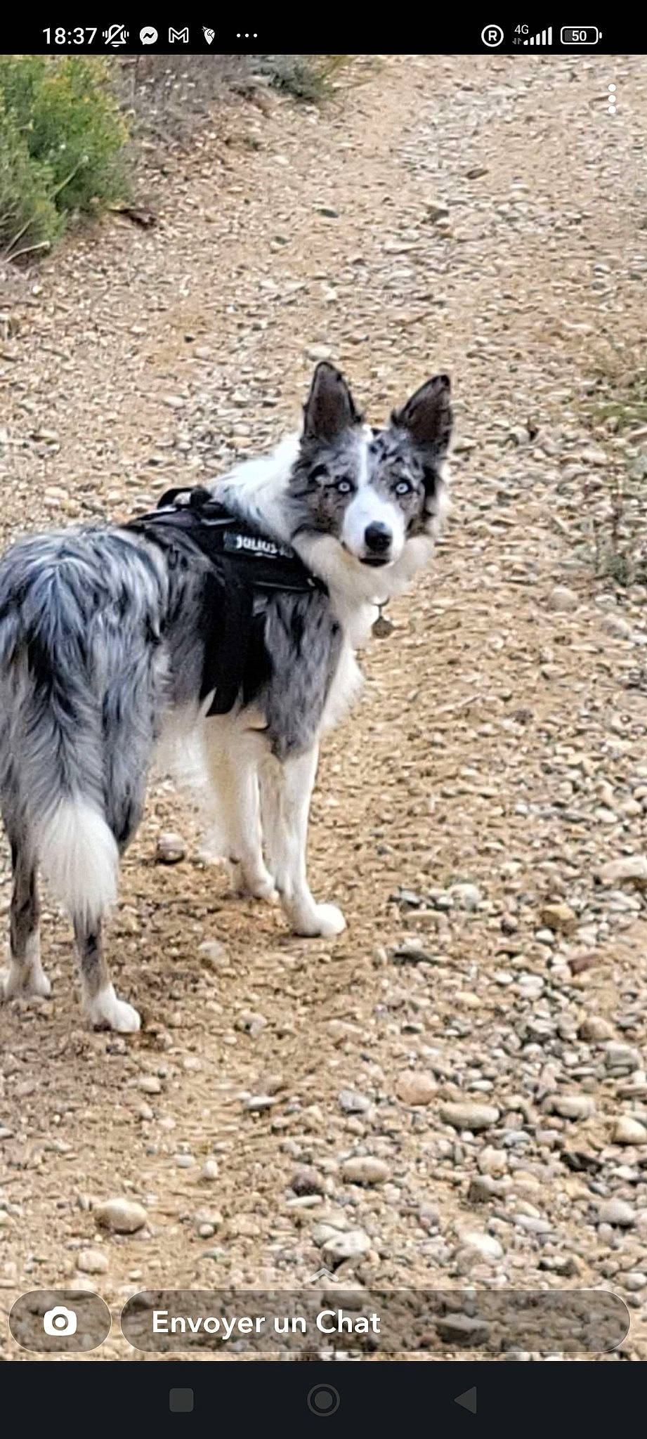 Muxu a rejoint le concours — aidez-le/la à gagner de superbes lots ! canidae, carnivore, dog, dog_breed, herding_dog, plant, recreation, sled_dog, soil, sporting_group, terrestrial_animal, working_animal, working_dog