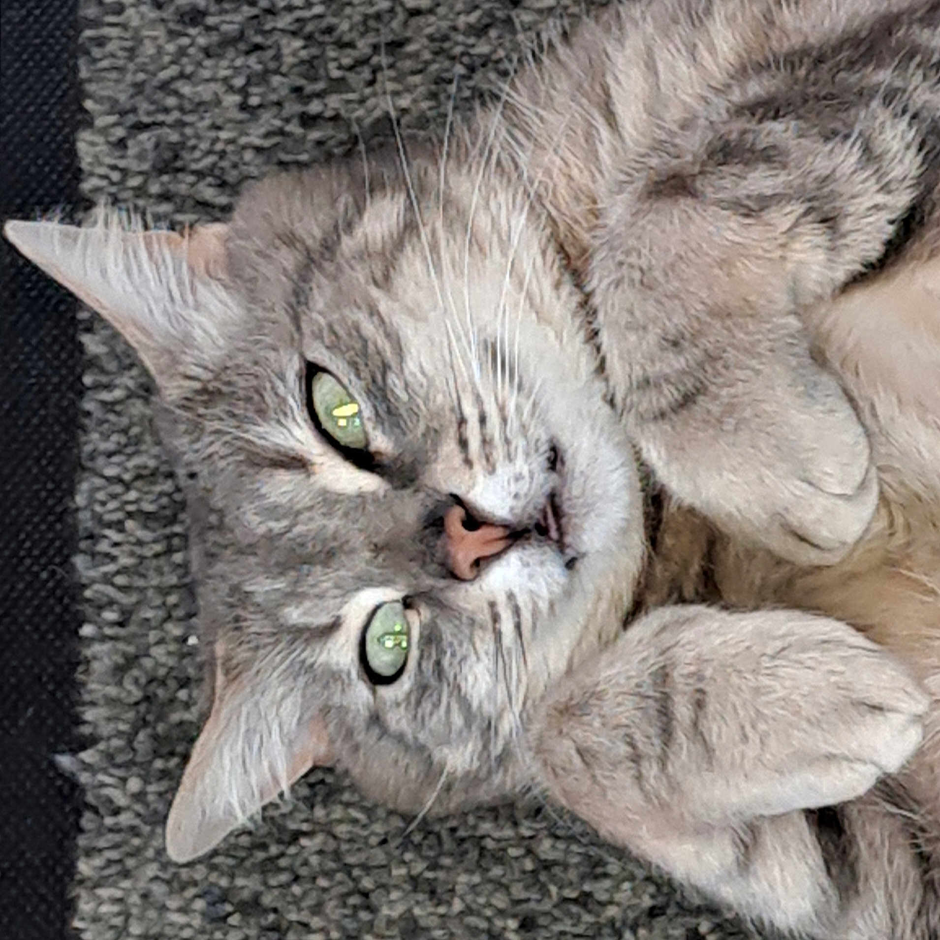 Tom a rejoint le concours — aidez-le/la à gagner de superbes lots ! cat, gray_tabby, pet, animal, feline, close_up, carpet, paws, whiskers, ears, eyes, fur, relaxed, lying_down, indoor, cute, domestic_cat, soft_texture, sleepy, cozy