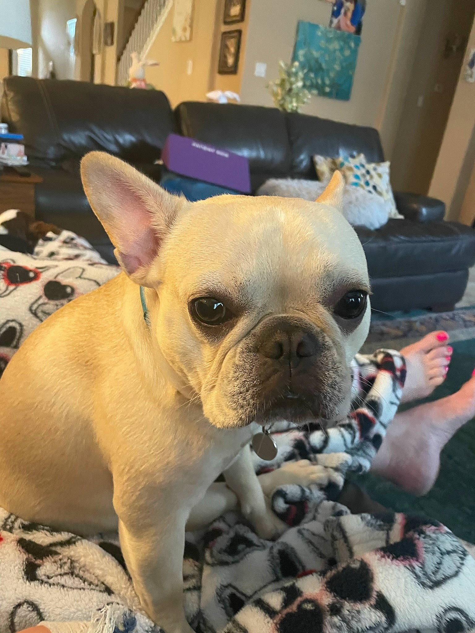 Lola is registered to the contest to win money with this photo: boston_terrier, bulldog, carnivore, comfort, companion_dog, dog, dog_breed, ear, eye, fawn, french_bulldog, fur, puppy_love, snout, sporting_group, terrestrial_animal, toy_dog, whiskers, working_animal, wrinkle
