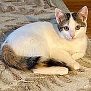 Pearl is registered to the contest to win money with this photo: cat, animal, pet, fur, white, gray, tail, ears, eyes, whiskers, floor, rug, indoor, relaxed, lying_down, cute, domestic, mammal, resting, curious