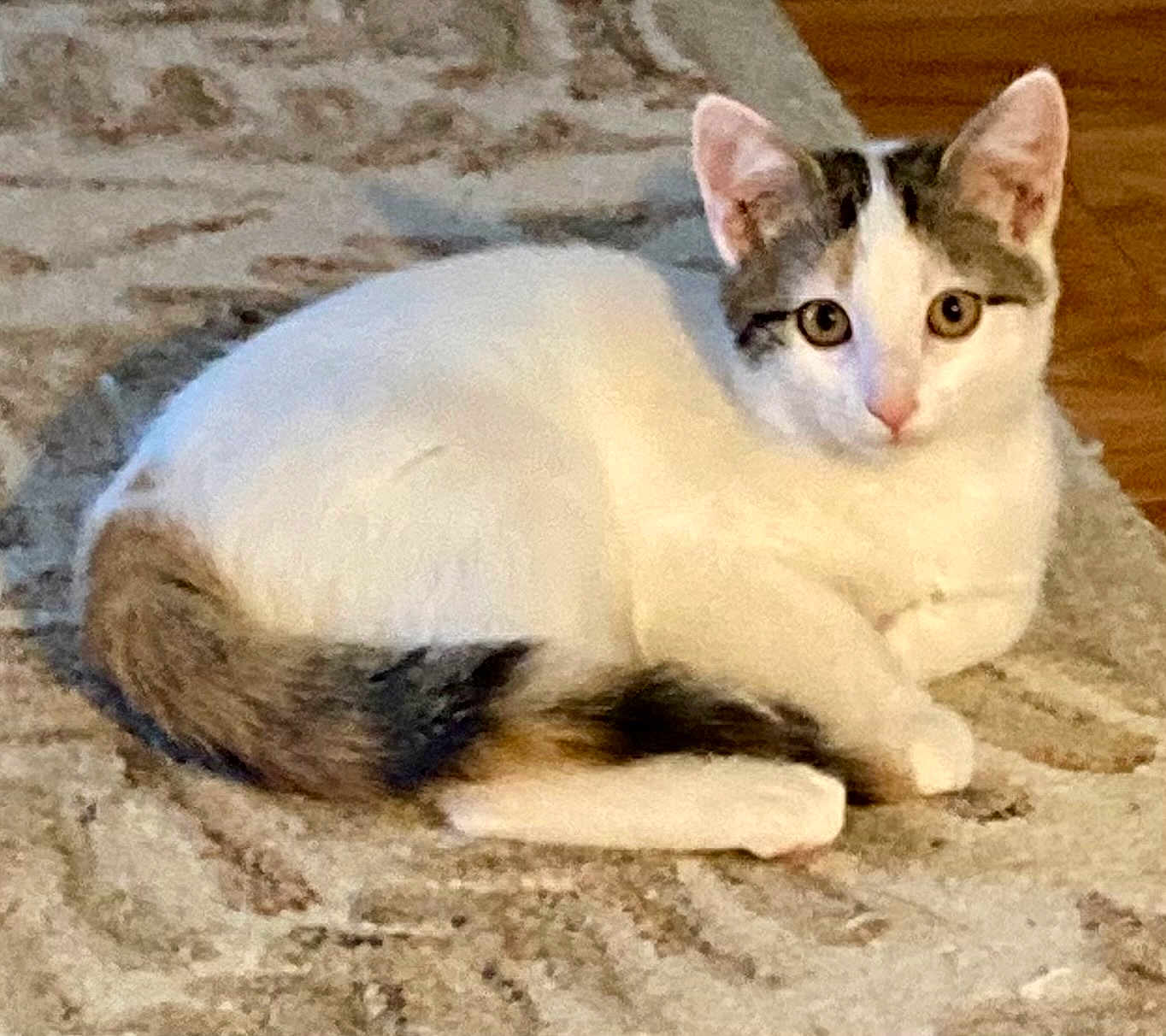 Pearl is registered to the contest to win money with this photo: cat, animal, pet, fur, white, gray, tail, ears, eyes, whiskers, floor, rug, indoor, relaxed, lying_down, cute, domestic, mammal, resting, curious