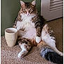 Soxx is registered to the contest to win money with this photo: animal, carpet, cat, closeup, cute, domestic, ears, feline, fluffy, fur, home, indoor, looking, mug, pet, relaxed, sitting, tabby, tail, white_paws