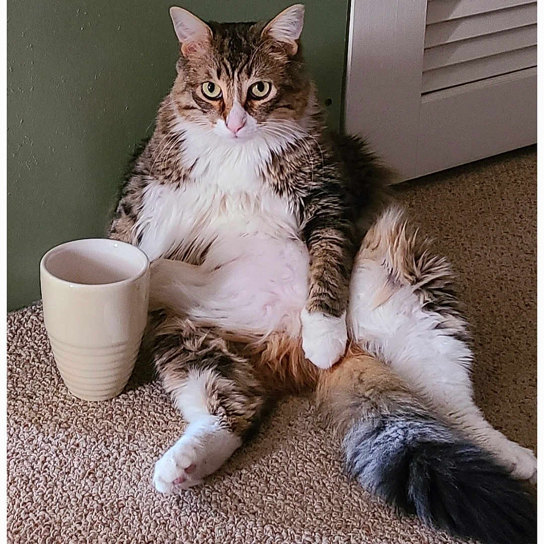 Soxx is registered to the contest to win money with this photo: animal, carpet, cat, closeup, cute, domestic, ears, feline, fluffy, fur, home, indoor, looking, mug, pet, relaxed, sitting, tabby, tail, white_paws