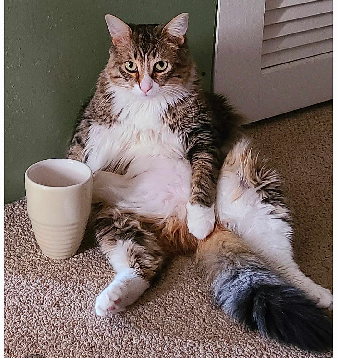Soxx is registered to the contest to win money with this photo: animal, carpet, cat, closeup, cute, domestic, ears, feline, fluffy, fur, home, indoor, looking, mug, pet, relaxed, sitting, tabby, tail, white_paws