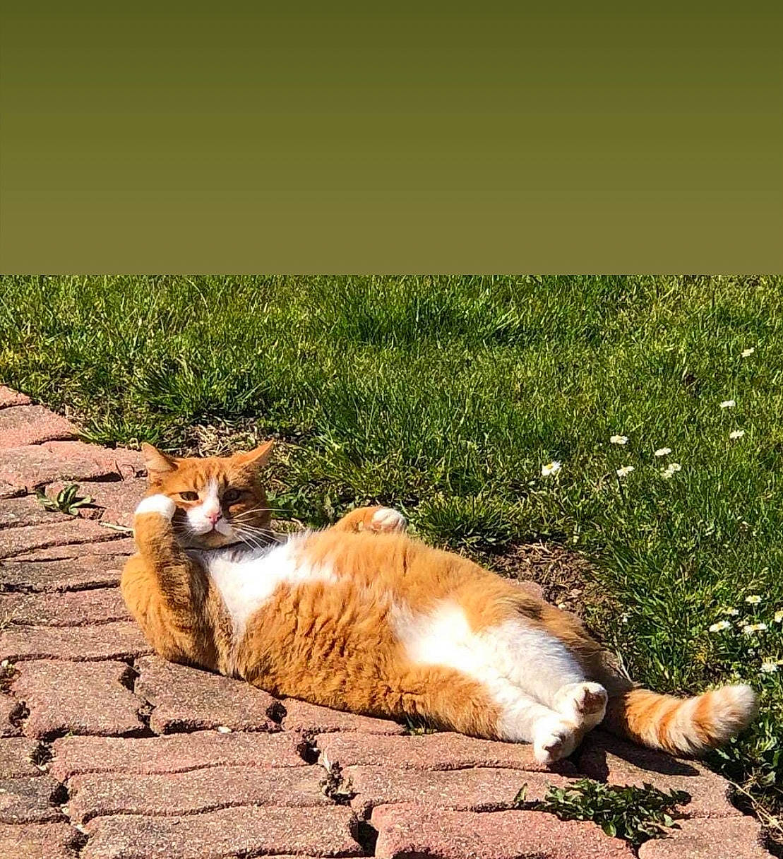 Bidou a rejoint le concours — aidez-le/la à gagner de superbes lots ! carnivore, cat, companion_dog, domestic_short_haired_cat, felidae, field, grass, grass_family, grassland, happy, horizon, landscape, people_in_nature, plant, shadow, small_to_medium_sized_cats, tail, tints_and_shades, whiskers, wood
