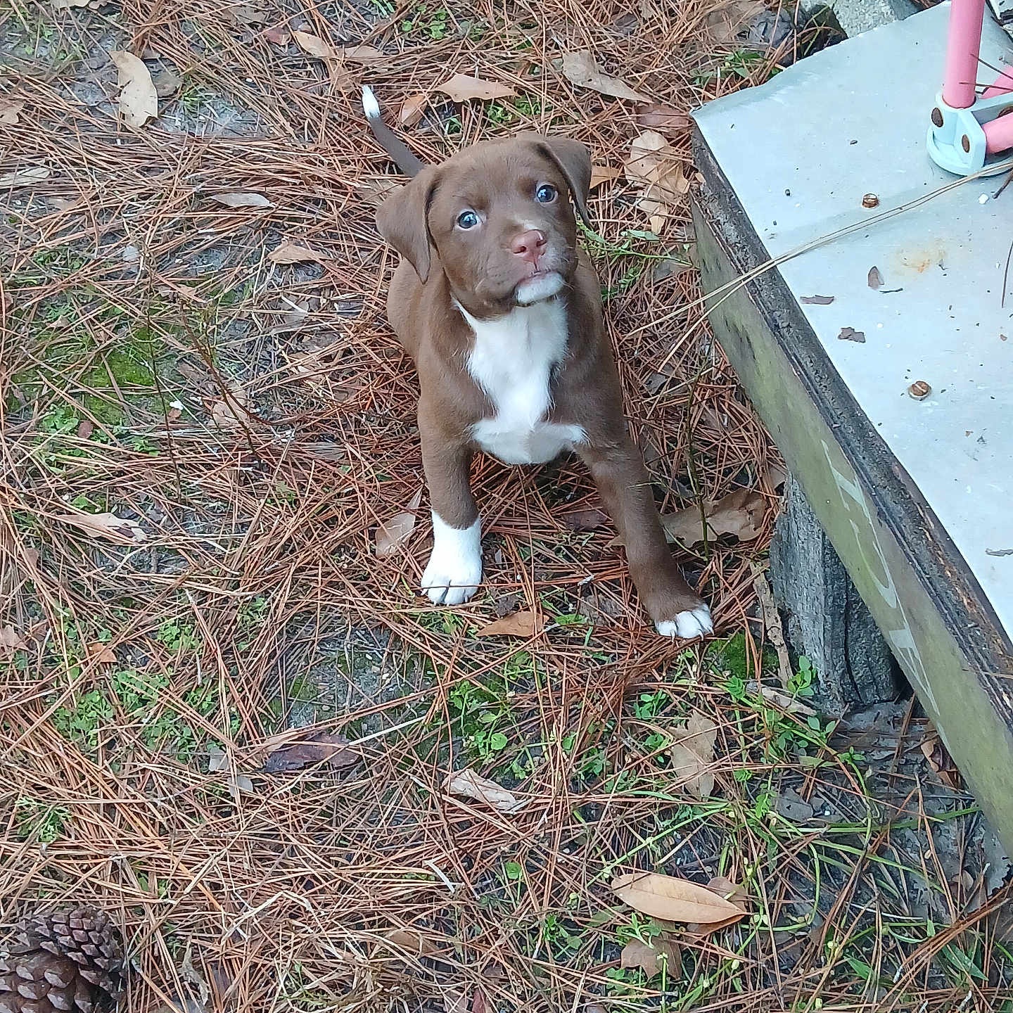 Brownie joined the competition — help win amazing prizes! animal, bird, bulldog, canine, dog, face, grass, head, hound, leaf, person, pet, pitbull, plant, puppy, slate, soil, tree, vegetation, wood