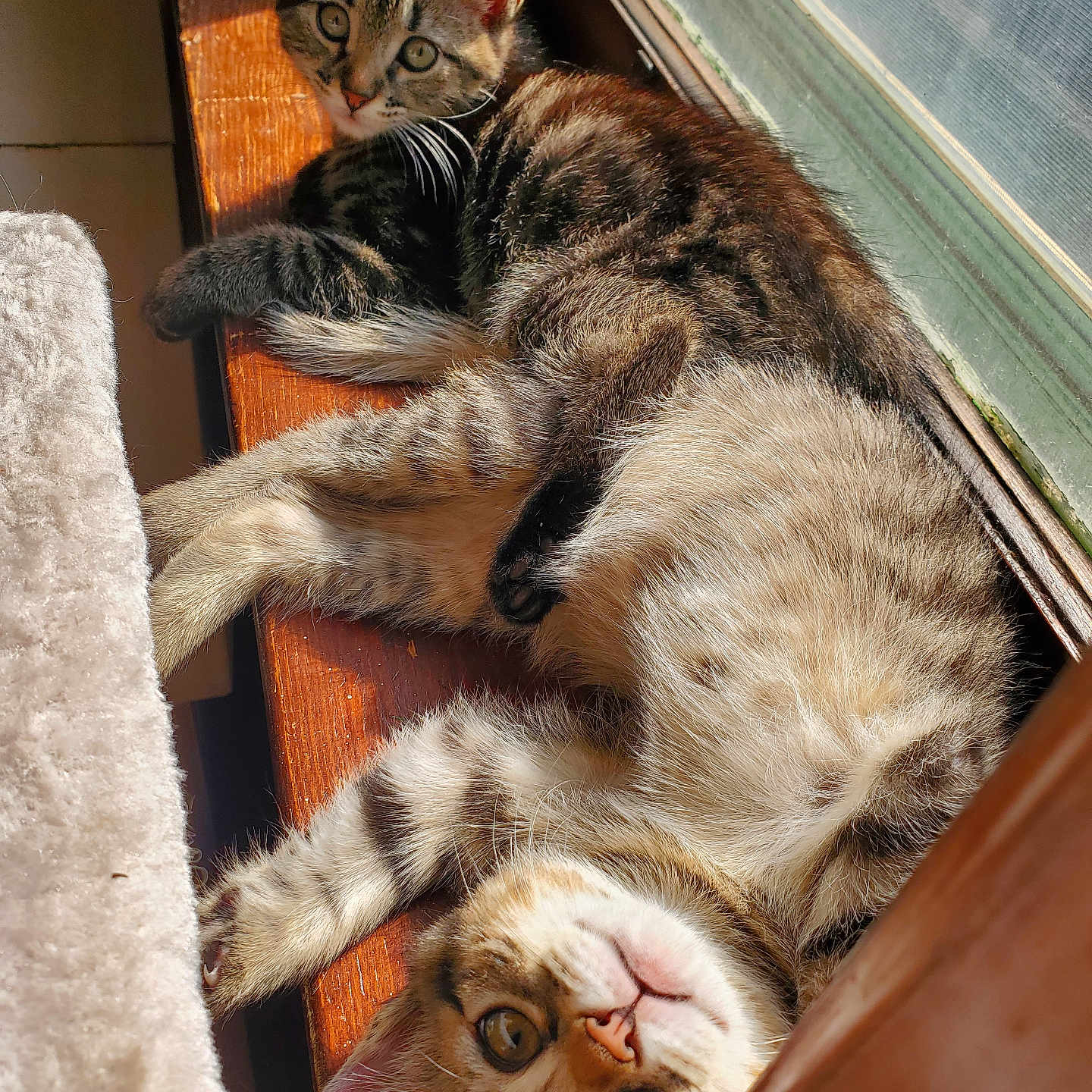 Faye And Frankie joined the competition — help win amazing prizes! animal, cat, companions, curious, cute, ears, feline, fur, indoor, kitten, mammal, pet, playful, relaxed, sunlight, tabby, whiskers, window, wood, young