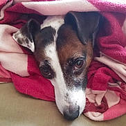 Olga participe au concours pour gagner de l'argent avec cette photo : dog, blanket, pet, brown, white, black, face, ears, fur, closeup, indoor, cozy, resting, animal, cute, eyes, soft, comfort, warm, snuggled