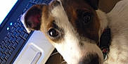 Olga a rejoint le concours — aidez-le/la à gagner de superbes lots ! dog, puppy, close_up, face, brown, white, pet, indoor, laptop, keyboard, curious, cute, collar, animal, canine, domestic, young, snout, ears, looking