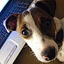 dog, puppy, close_up, face, brown, white, pet, indoor, laptop, keyboard, curious, cute, collar, animal, canine, domestic, young, snout, ears, looking