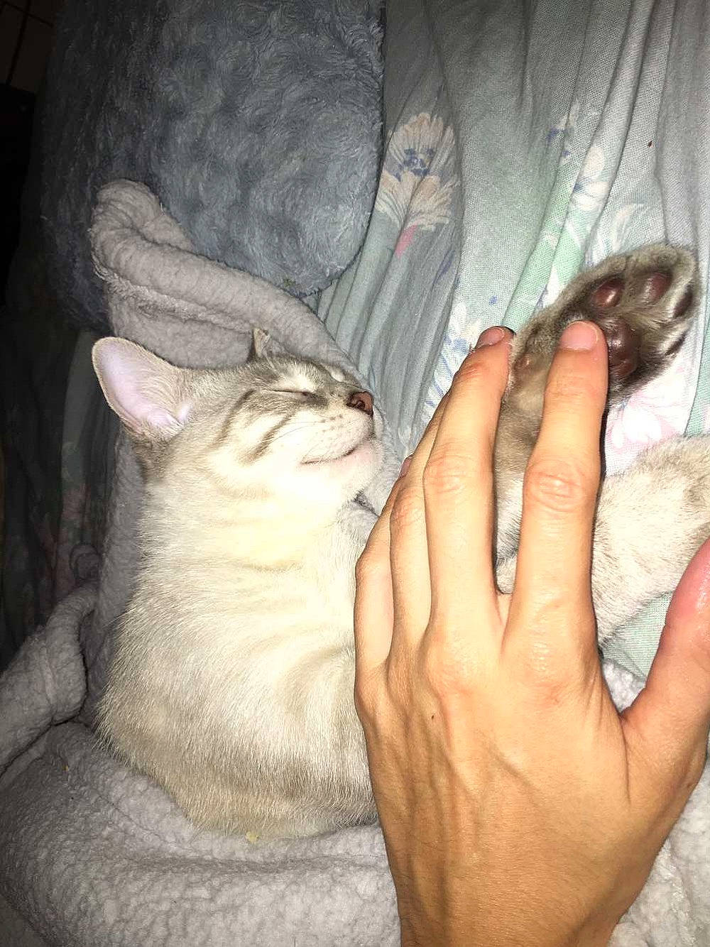 Titou participe au concours pour gagner de l'argent avec cette photo : asian, burmilla, carnivore, cat, colorpoint_shorthair, domestic_short_haired_cat, ear, european_shorthair, fawn, felidae, finger, gesture, hand, kitten, nose, singapura, skin, small_to_medium_sized_cats, turkish_van, whiskers