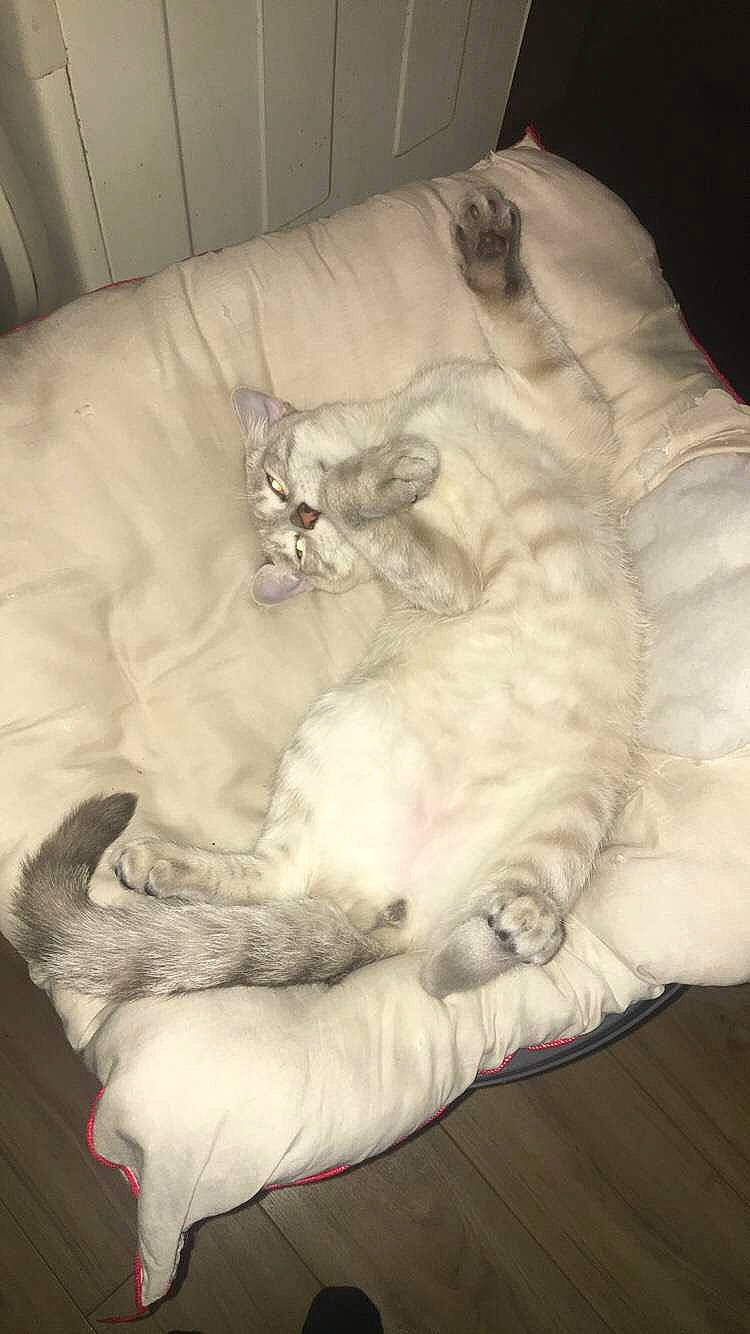 Titou participe au concours pour gagner de l'argent avec cette photo : bed_sheet, burmilla, carnivore, cat, felidae, fur, linens, ragdoll, sleep, small_to_medium_sized_cats, tail, turkish_angora, white