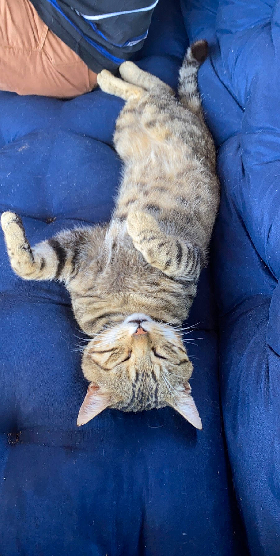 Malia participe au concours pour gagner de l'argent avec cette photo : aegean_cat, california_spangled, carnivore, cat, claw, domestic_short_haired_cat, dragon_li, european_shorthair, felidae, fur, german_rex, kitten, paw, pixie_bob, small_to_medium_sized_cats, tabby_cat, tail, whiskers, wild_cat