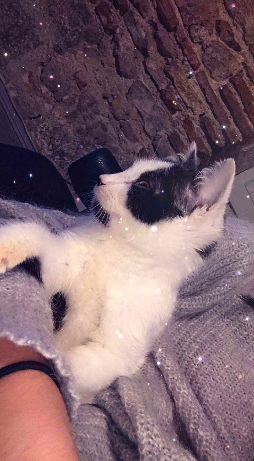 Cookie participe au concours pour gagner de l'argent avec cette photo : canidae, carnivore, cat, fawn, felidae, fur, polydactyl_cat, small_to_medium_sized_cats, tail, whiskers