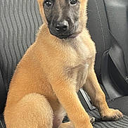Aika participe au concours pour gagner de l'argent avec cette photo : puppy, dog, car_seat, pet, animal, ears, fur, canine, sitting, young, cute, domestic_animal, seatbelt, interior, transport, looking, portrait, mammal, companion, closeup