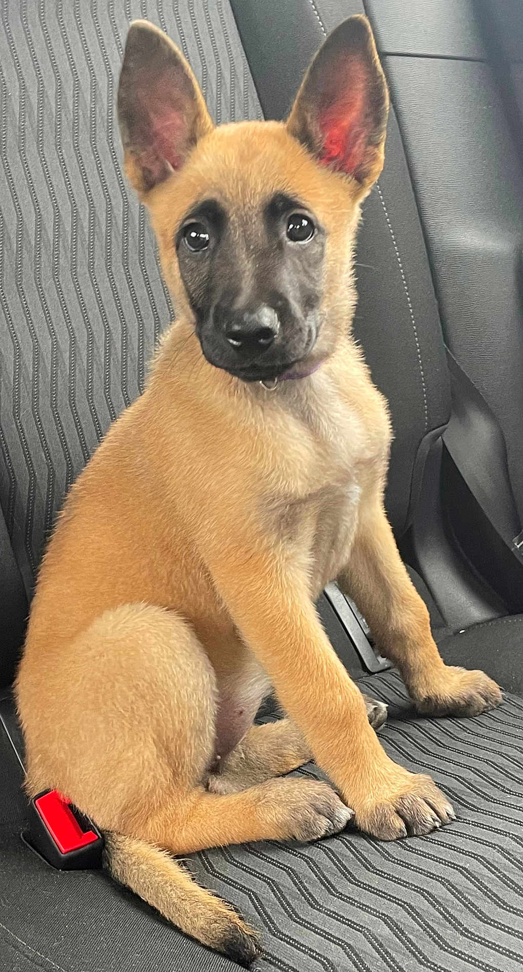 Aika participe au concours pour gagner de l'argent avec cette photo : puppy, dog, car_seat, pet, animal, ears, fur, canine, sitting, young, cute, domestic_animal, seatbelt, interior, transport, looking, portrait, mammal, companion, closeup