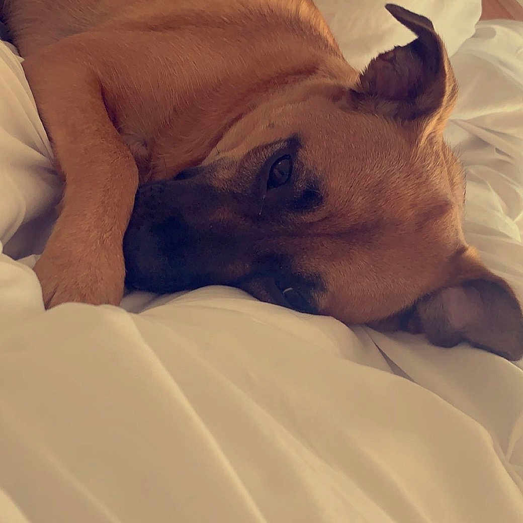 Robin joined the competition — help win amazing prizes! canidae, carnivore, companion_dog, dog, dog_breed, fawn, french_bulldog, nap, non_sporting_group, puppy, puppy_love, sleep, snout