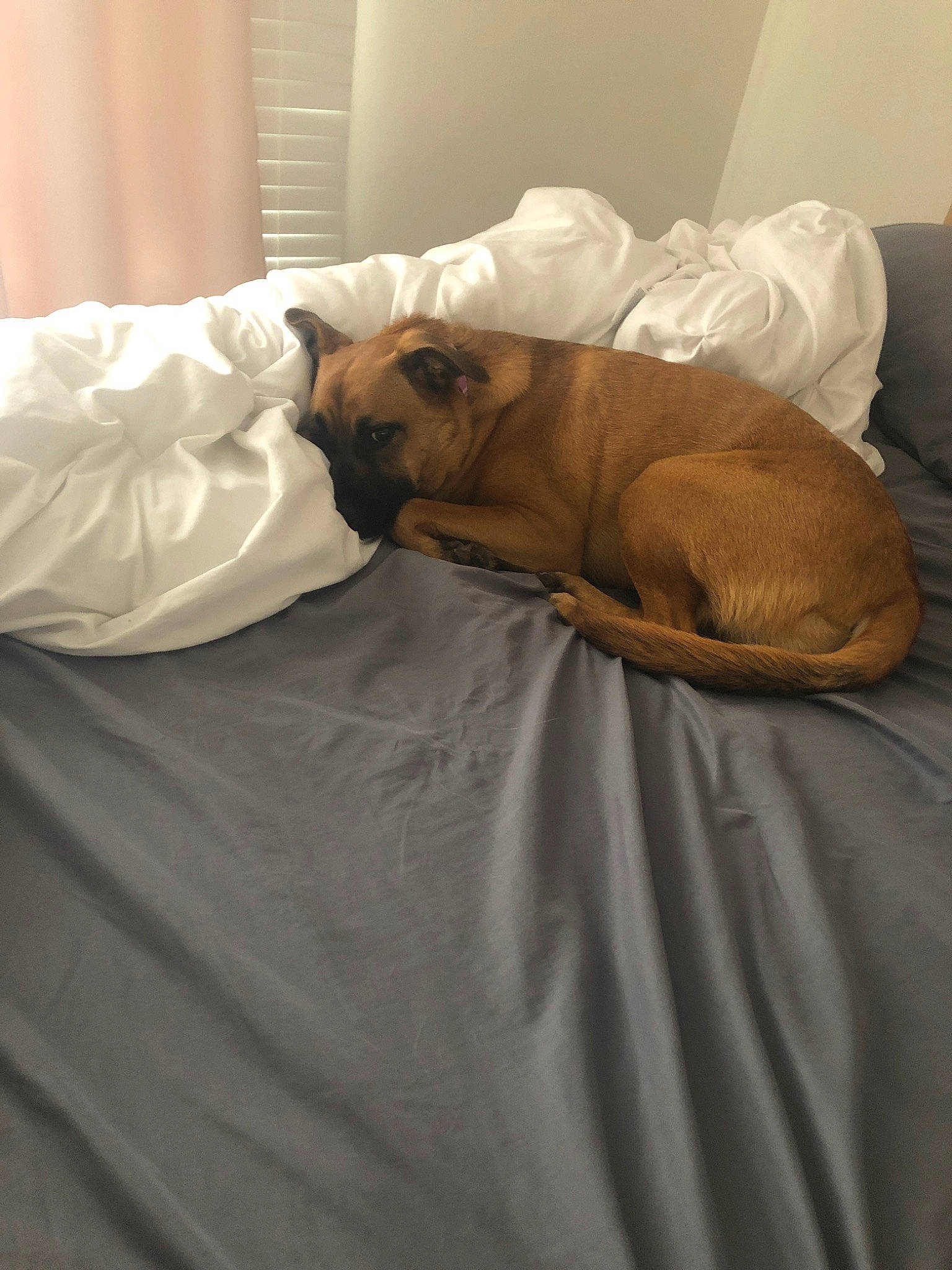 Robin is registered to the contest to win money with this photo: bullmastiff, canidae, carnivore, comfort, companion_dog, dog, dog_breed, fawn, furniture, nap, pug, puggle, puppy, room, sleep, snout