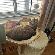 Tinkerbell joined the competition — help win amazing prizes! cat, tabby_cat, cat_tree, basket, window, blinds, pom_pom_toy, cushion, wooden_floor, curtains, indoor, pet, feline, relaxed, cozy, fur, resting, animal, home, daylight