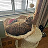 cat, tabby_cat, cat_tree, basket, window, blinds, pom_pom_toy, cushion, wooden_floor, curtains, indoor, pet, feline, relaxed, cozy, fur, resting, animal, home, daylight