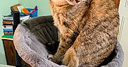 Tinkerbell is registered to the contest to win money with this photo: cat, tabby, pet, feline, cat_bed, plush, indoor, wooden_floor, slippers, books, basket, household, domestic_animal, fur, whiskers, ears, looking_down, resting, cozy, contemplative