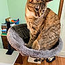 cat, tabby, pet, feline, cat_bed, plush, indoor, wooden_floor, slippers, books, basket, household, domestic_animal, fur, whiskers, ears, looking_down, resting, cozy, contemplative