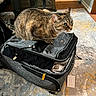 cat, tabby_cat, suitcase, clothing, indoor, rug, person, wooden_furniture, floor, zipper, travel, pet, curious, packed_bag, home, furniture, animal, striped, resting, carpet