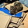 cat, tabby, cardboard, boxes, torn, blue, indoor, carpet, wood_floor, pet, feline, resting, alert, animal, laying_down, home, cozy, looking_at_camera, domestic_cat, fur