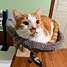 Zoro joined the competition — help win amazing prizes! cat, orange_cat, white_cat, cat_bed, fuzzy_bed, indoor, wooden_floor, door, curious, pet, animal, feline, relaxed, cozy, fur, whiskers, ears, household, comfortable, resting