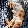 Zoro is registered to the contest to win money with this photo: cat, ginger, white, lying_down, relaxed, sunlight, rug, indoor, pet, animal, feline, cozy, fluffy, sleepy, paw, tail, soft, warm, comfort, resting