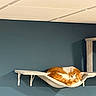 animal, blue_wall, cat, cozy, cute, domestic, feline, fur, hammock, household, indoor, orange_cat, pet, quiet, relaxing, resting, shelf, sleepy, wall_mount, white_cat