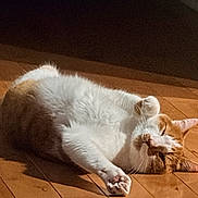 Zoro joined the competition — help win amazing prizes! cat, orange, white, sleeping, napping, floor, wooden_floor, sunlight, pet, domestic_animal, feline, relaxing, cute, fur, whiskers, paw, indoor, cozy, resting, animal