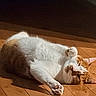 animal, cat, cozy, cute, domestic_animal, feline, floor, fur, indoor, napping, orange, paw, pet, relaxing, resting, sleeping, sunlight, whiskers, white, wooden_floor