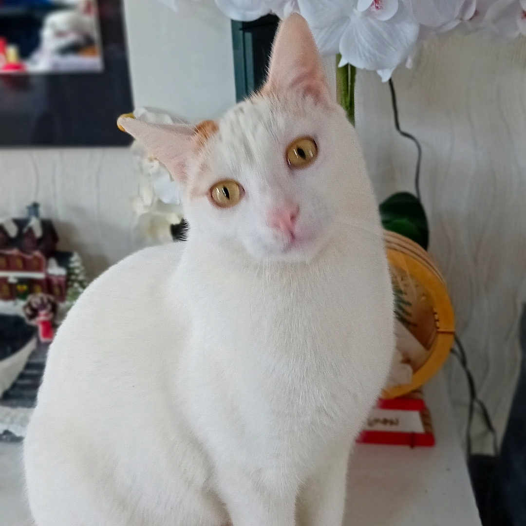 Teddy a rejoint le concours — aidez-le/la à gagner de superbes lots ! abyssinian, angora, animal, cat, flower, flowerarrangement, flowerbouquet, geranium, ikebana, indoors, kitten, manx, orchid, pet, petal, plant, pottedplant, siamese, white, wood