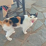 Princesse participe au concours pour gagner de l'argent avec cette photo : cat, calico_cat, animal, pet, stone_floor, table, tablecloth, indoor, meowing, fur, whiskers, tail, four_legs, ears, mouth_open, looking_up, domestic_animal, feline, cute, curious