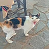 cat, calico_cat, animal, pet, stone_floor, table, tablecloth, indoor, meowing, fur, whiskers, tail, four_legs, ears, mouth_open, looking_up, domestic_animal, feline, cute, curious